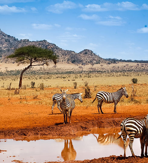 Combination Safari Kenja and Tanzanie with Cosmo Zanzibar Tours and Safaris