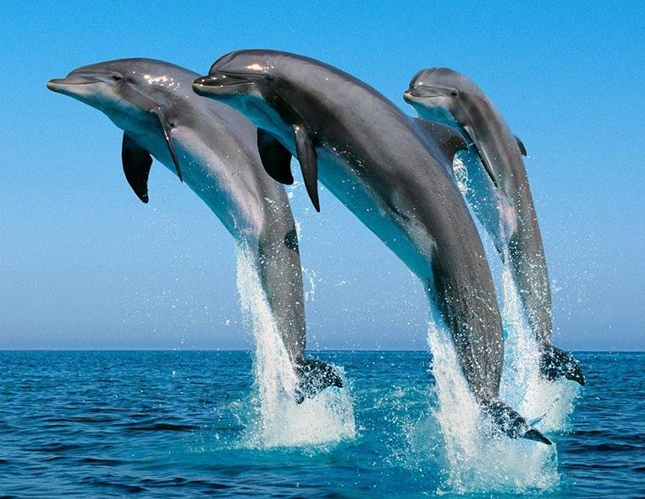 Zanzibar Dolphin Adventure Tour