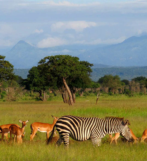 Southern Circuit Safari Tanzania National Park