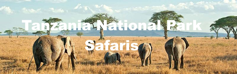 Tanzania National Park Safaris with Cosmo Zanzibar Tours and Safaris